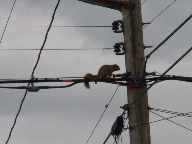 looking to take out city hall again