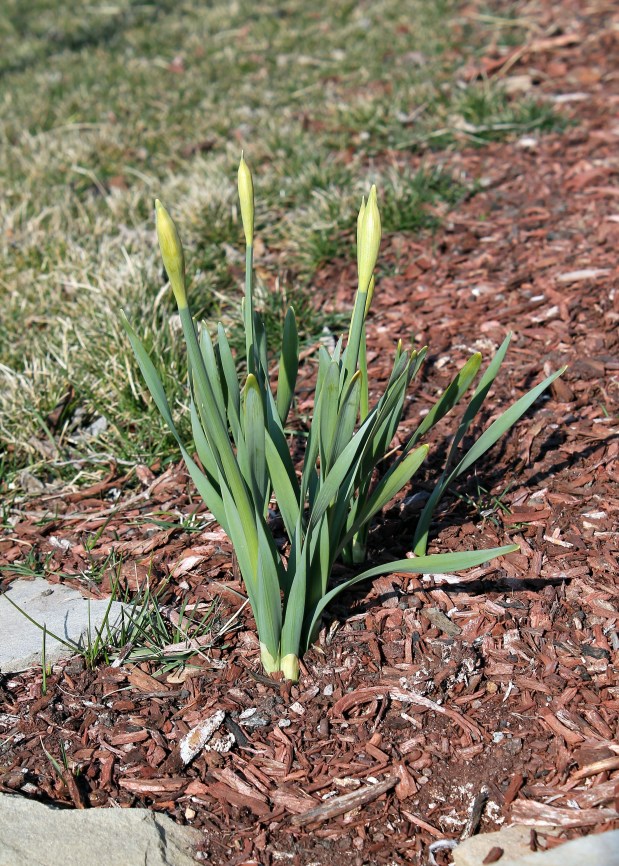 settlers watch daffodils