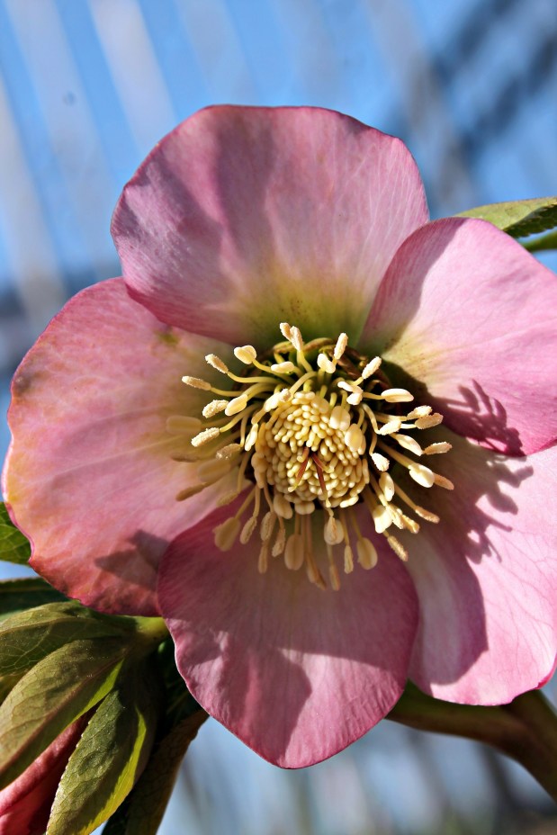 settlers watch lenten rose pink