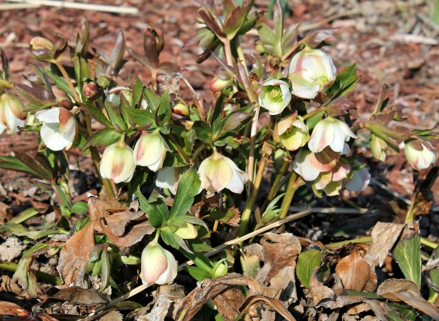settlers watch lenten roses