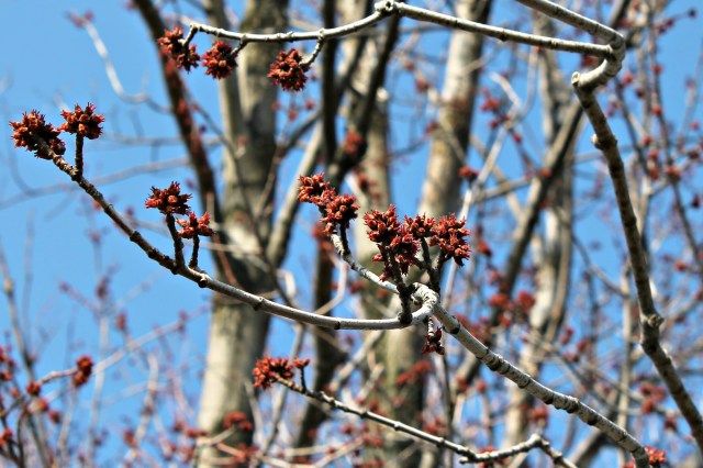 settlers watch tree buds