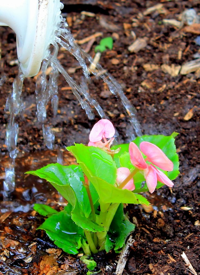 Pride Day flower watering