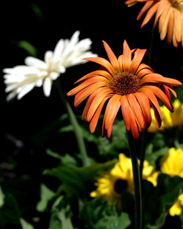 Gerber Daisy