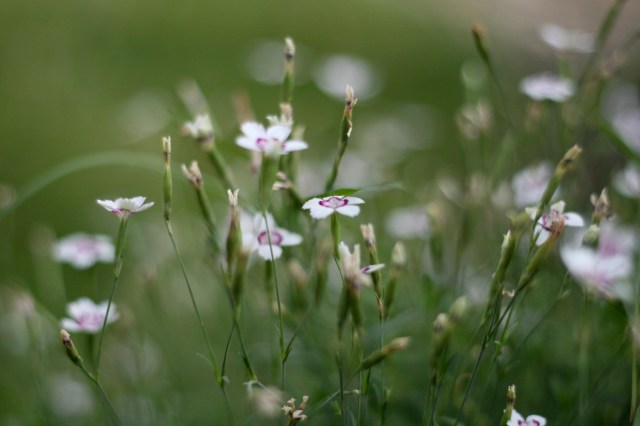 Another from the backyard.  ~Laura