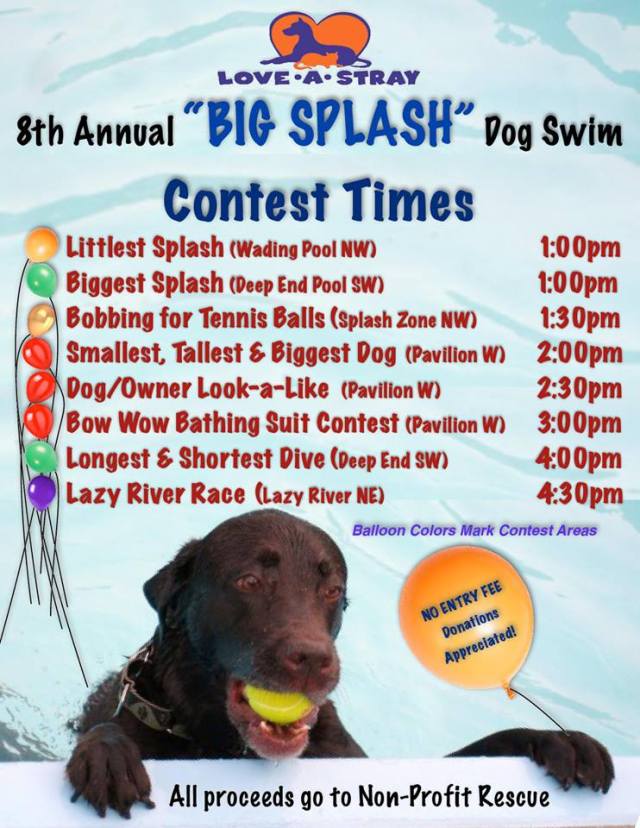 love-a-stray dog swim