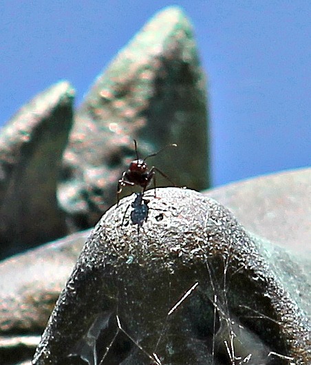 photobombed by an ant