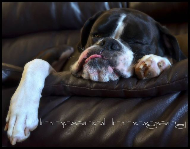 Imperial Imagery Eric Bonzar Bronson dog