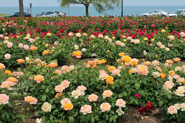 June 2013 Lakeview roses