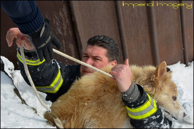 Lorain Fire Department Lt. Ben Weber rescues 13-year-old, Golden Retriever mix Maya after the dog fell between the rocks at the Spitzer Marina, Friday. The dog’s owner, John Durinsky, 33, of Lorain said he was walking along the mile-long pier with his dog about 11:45 a.m., when the pooch stopped to sniff around the rocks. Maya, who suffers from peripheral vestibular disease—a nerve damaging condition of the inner ear that leads to a loss of balance—got a little too close to the edge, fell off of the pier, and became lodged between a trio of boulders. Within 10 minutes of arriving on the scene, Weber and Lorain Police officers secured the dog and returned her to her owner unharmed. 