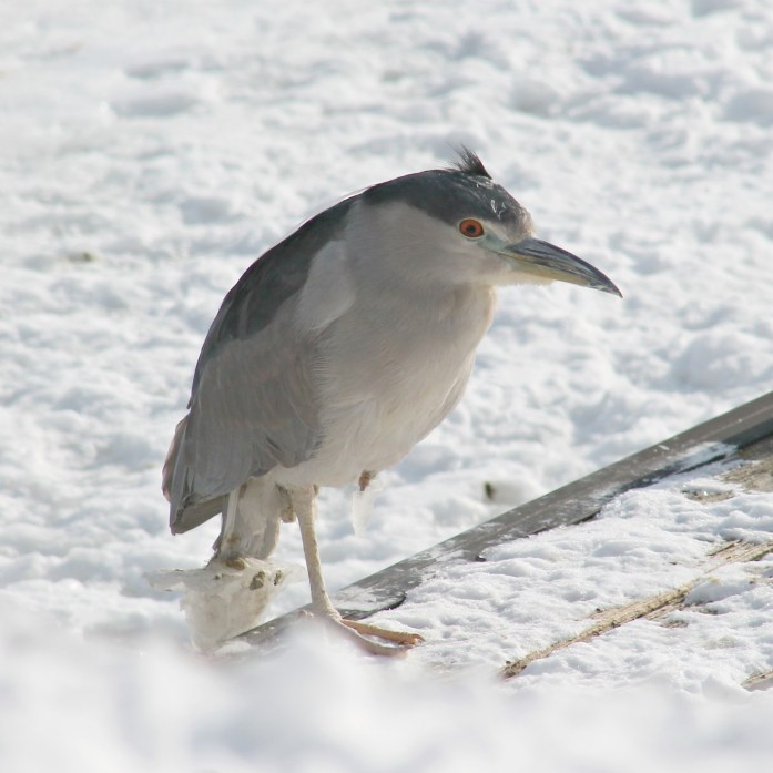 black crowned night heron 1