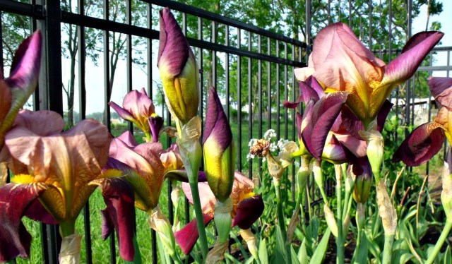 Irving Irises