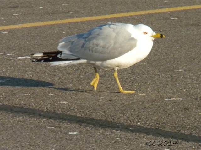 Walking helps me keep my girlish figure