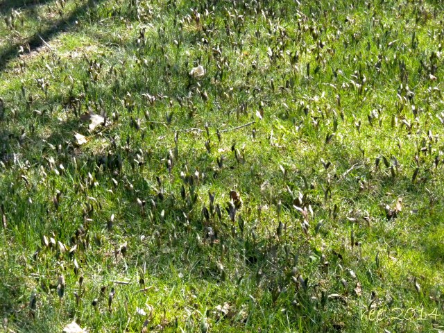 Field of mini maple trees . . . in my yard!