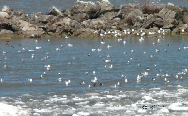 Lorain Polar Bear, er, Polar Seagull Club