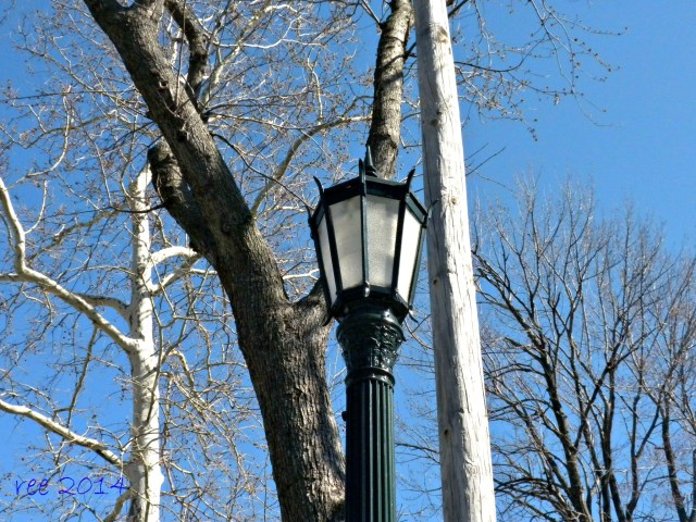 a light in the trees