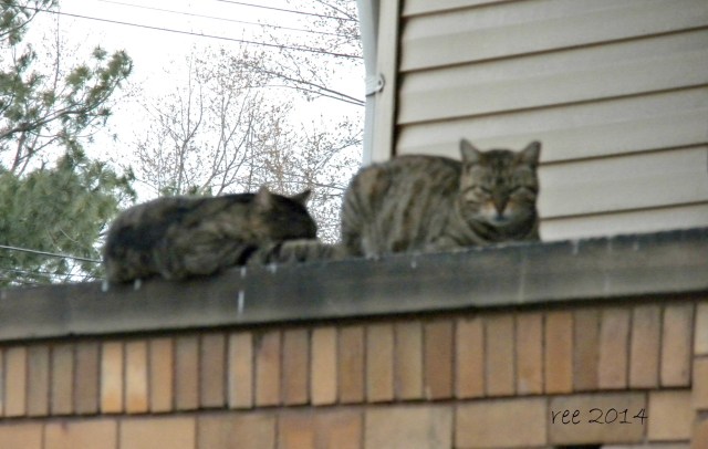 my welcome home committee