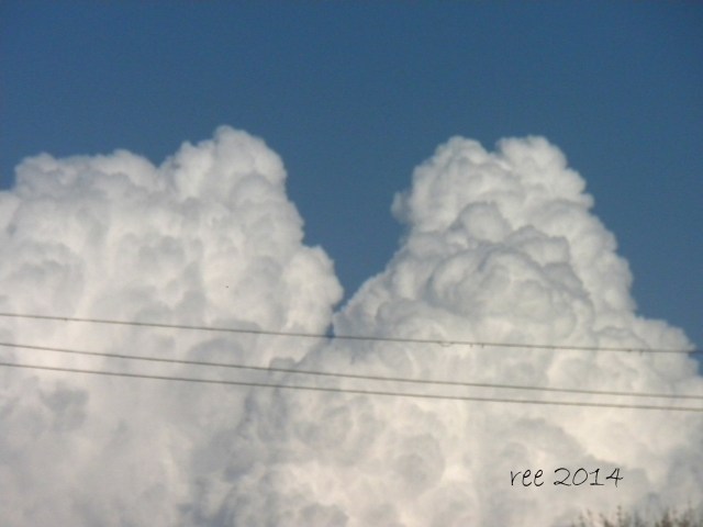 two gorillas kissing