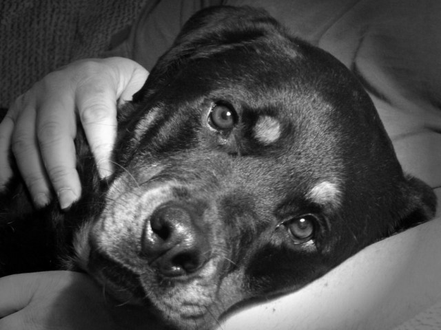 leeloo 061810 farewell 052914