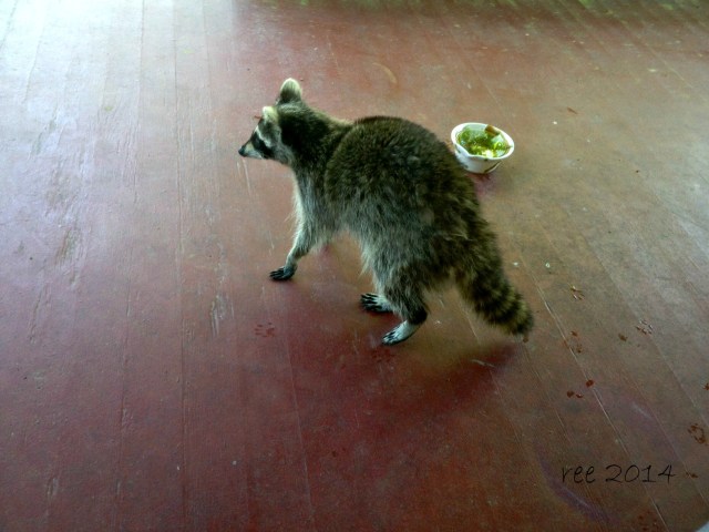 cat food - the new raccoon food