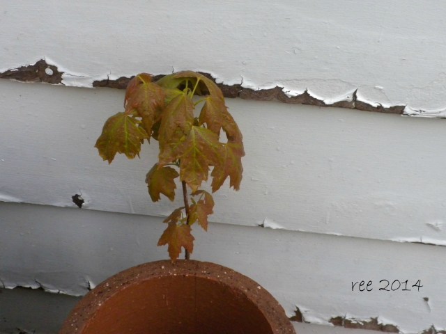 struggling to survive