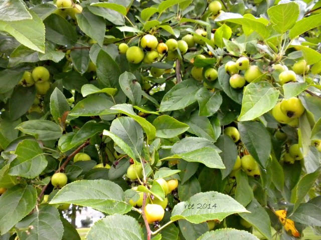 is it ripe