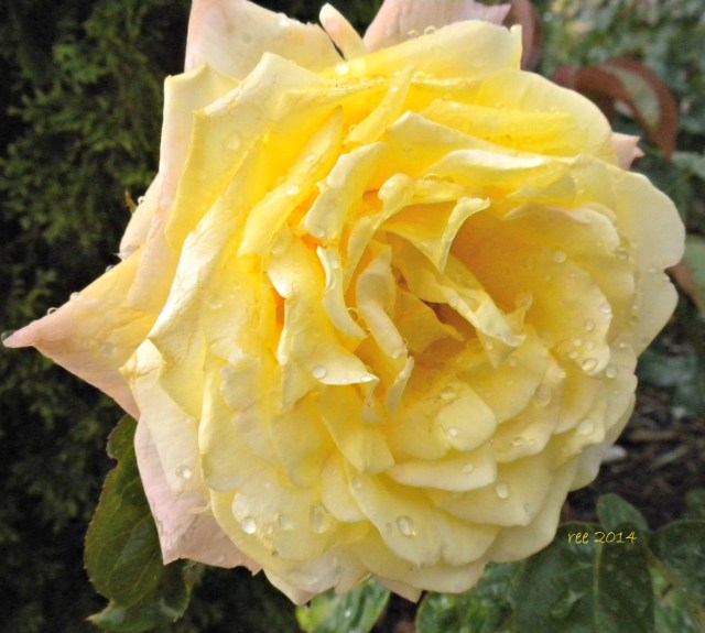 yellow rose
