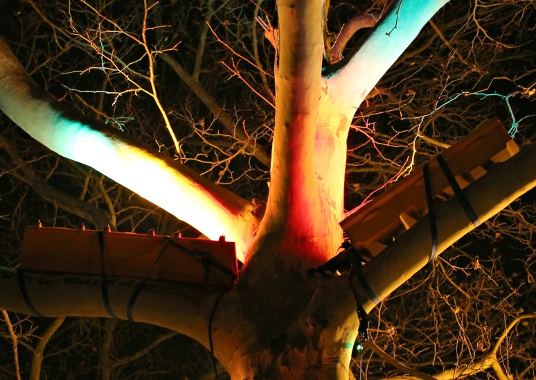 traffic lights in trees 02