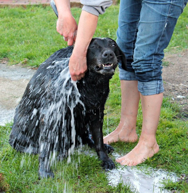 workin at the dog wash