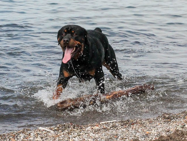 dog beach 072515-013