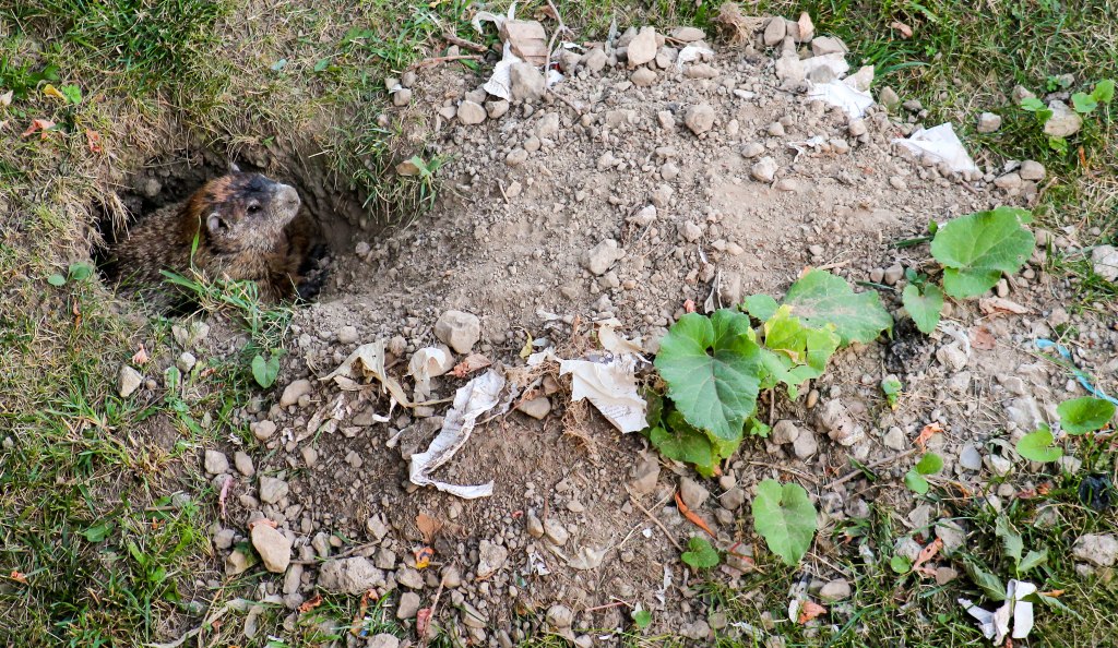 puckwudget landscaping llc