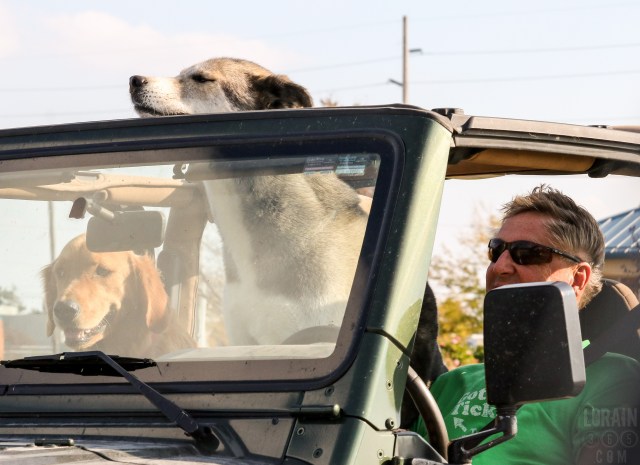 squirrel-patrol-sandusky-101516