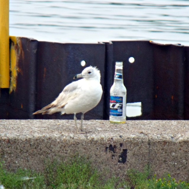 bird-and-beer-june-2011-232-1