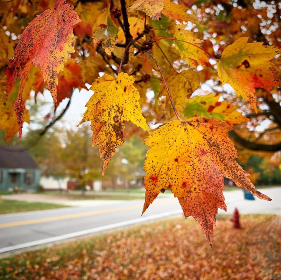 An autumn scene of green, yellow, orange, and red leaves on a tree in a neighborhood.