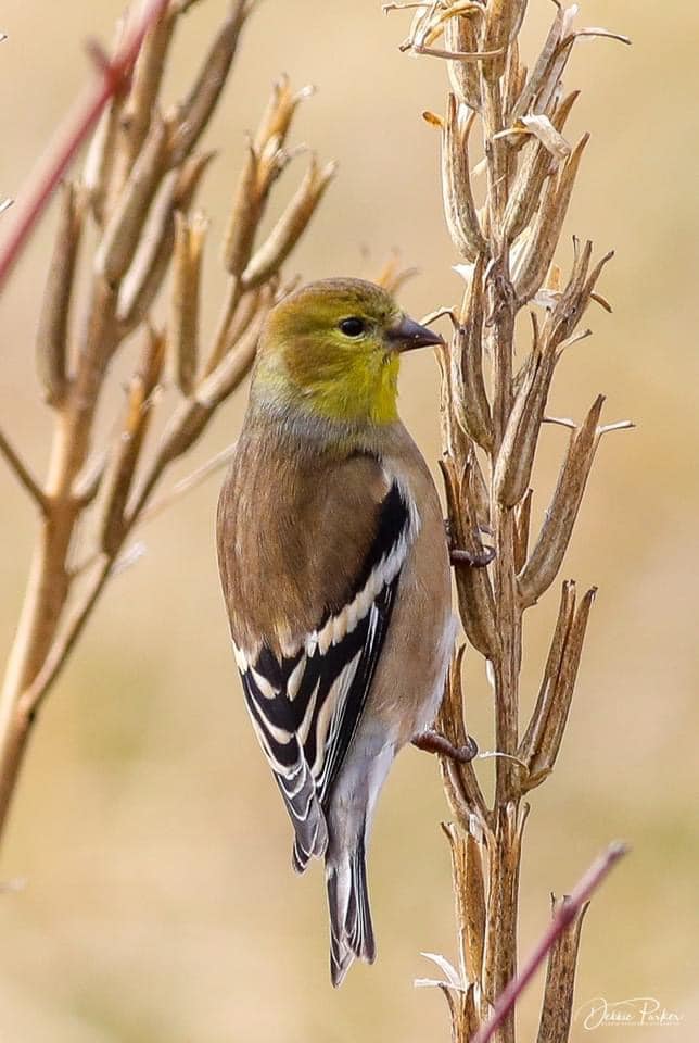 Small bird perched on the stalk of a plant. Bird has gold head, brown body, black and white stripes along edges of wings and tail.
