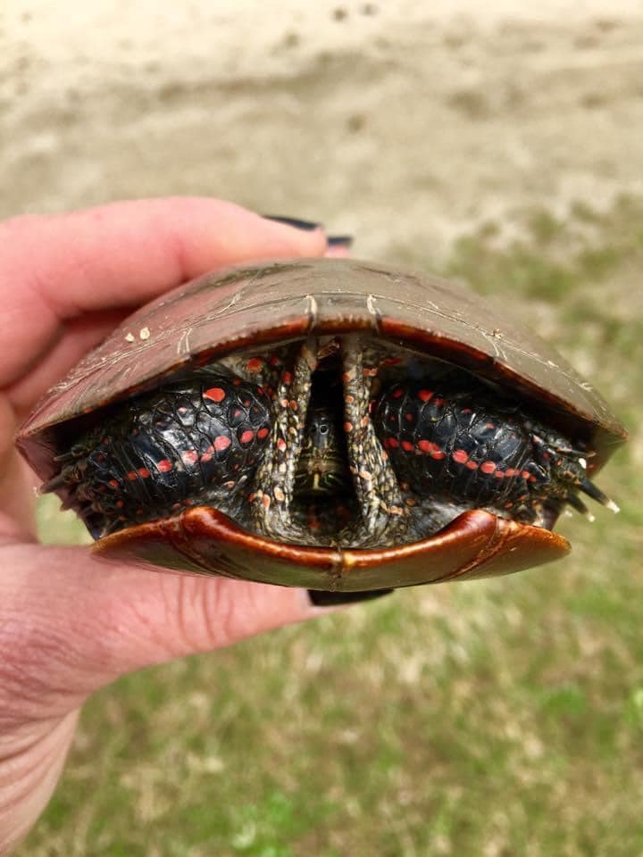 Human hand holding a turtle that is hiding in its shell
